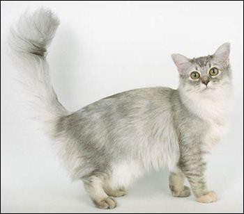 Anatoli