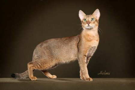 Chausie