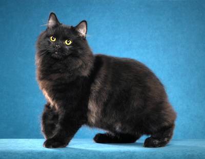 Cymric