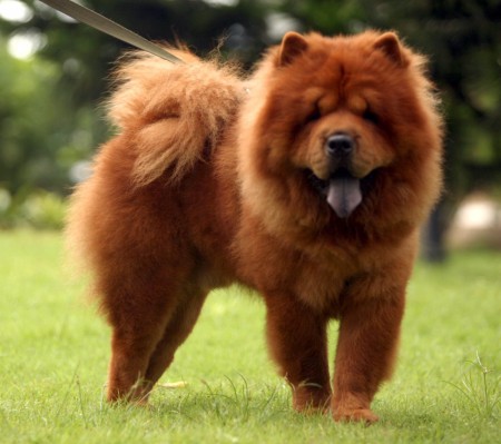 Chow-chow