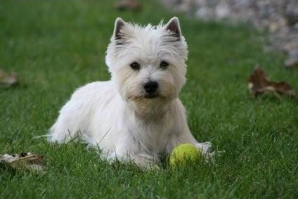 West Highland Terrier