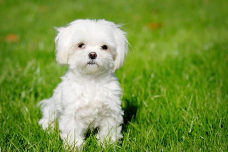 Bichon maltais