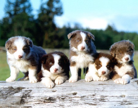 Border collie
