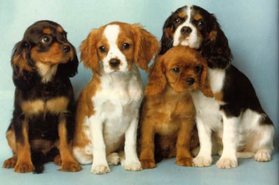 Cavalier king charles