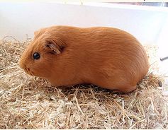 UPL (Unicolore Poil Lisse)