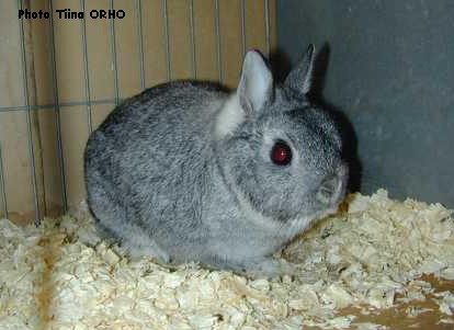 Chinchilla