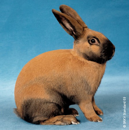 Chamois de Thuringe