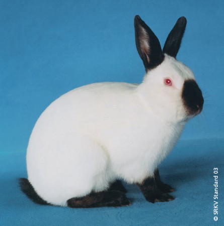 Lapin russe