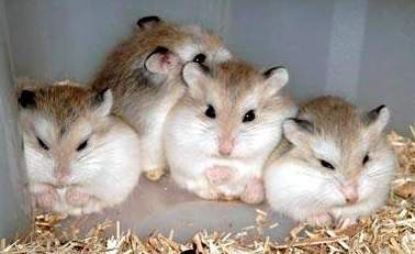 Hamster roborovski
