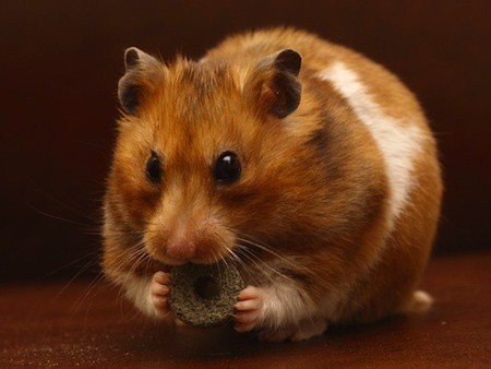 Hamster syrien