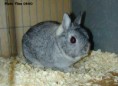 /album/les-races4/chinchilla-jpg/